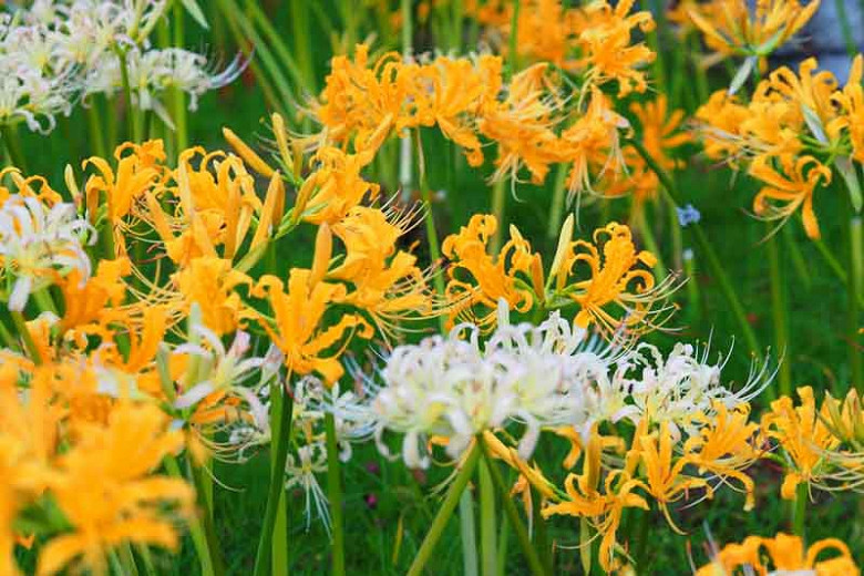 Lycoris aurea, Golden Spider Lily, Golden Hurricane Lily, Golden Lily, Yellow Spider Lily, Naked Lily, Surprise Lily, Yellow flowers